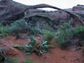 Arches NP - Landscape Arch